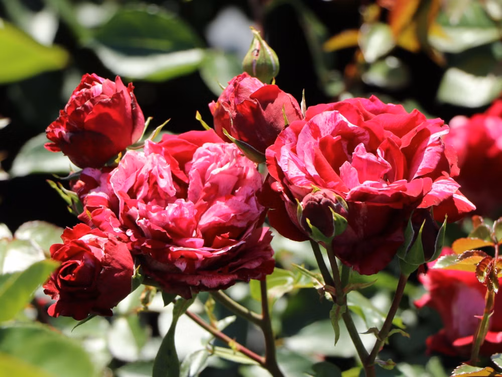 4995b2163a9e6687d71157ce524aeb78