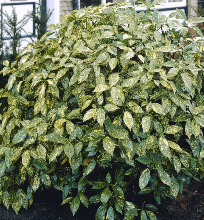 49b590dac09773741cf98789b0cf5935