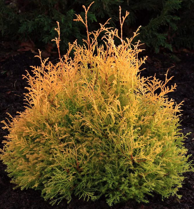 49f0ff97207246a5d5575f4384e26e48