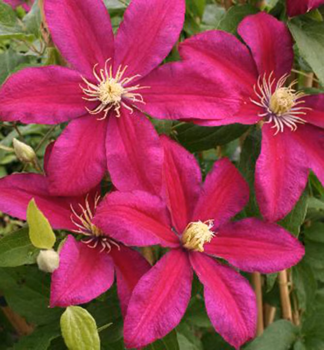 4a02c24d3b0cd5aa93e06b271c58c072