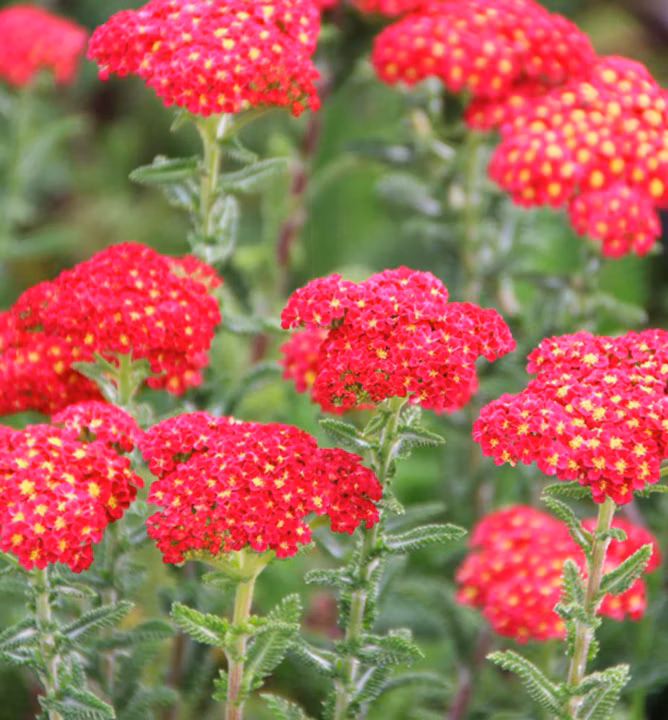 4a144ea65e2b9e582f75f7dcbc1bc7c5