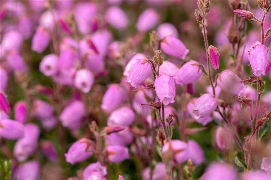 4a2653f675ca6be47d367bc7985cd381