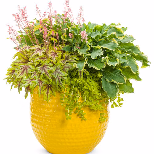 4a49dfd0b1c95cc96784c6dd31ca5442