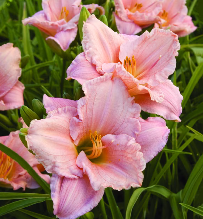 4aa7c080d929679e67a1c0d8e48401bf