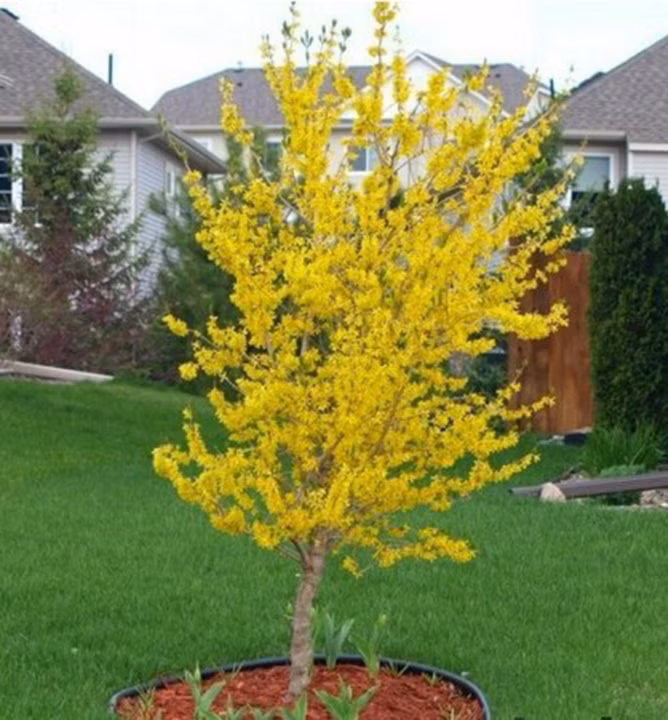 4aac8a3e56be433b16a28e3f941d559a