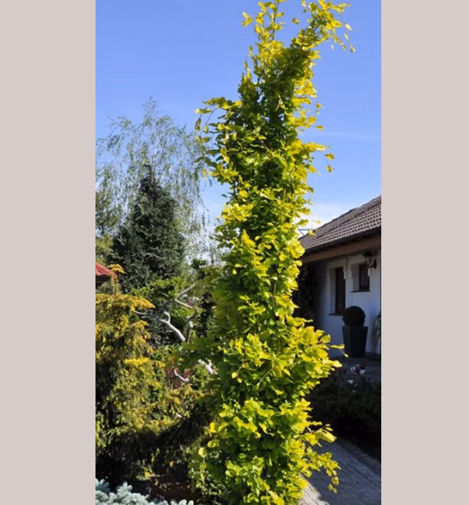 4ac0c91bbfb2f082c4a9a7ee2c8f9936