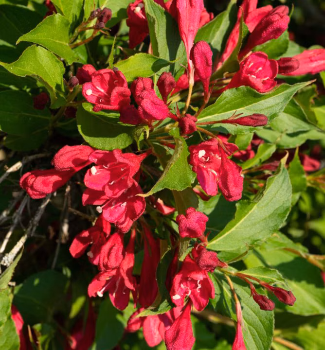 4b12dc26947f1f1be8a6709a114ac0db