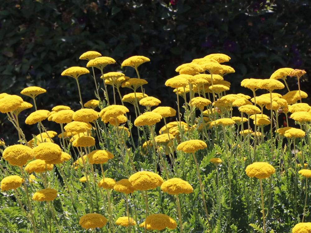 4b15fc97ac13778592da725355e645fa