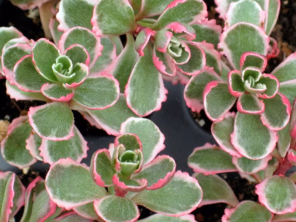 4b445e48973d4c3b1e1da074e24ed5ee