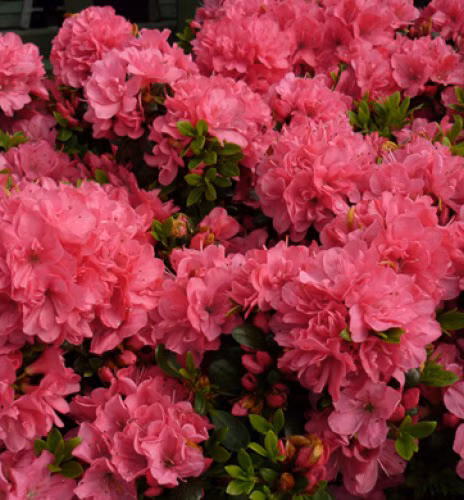 4b51c1070856142cf2218fd9cd1fc147