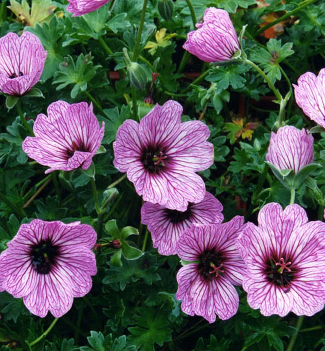 4bc50d7a165911af387d5df564e3b26e