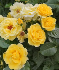 4bc96e26da7ed0512983b898c52a5171