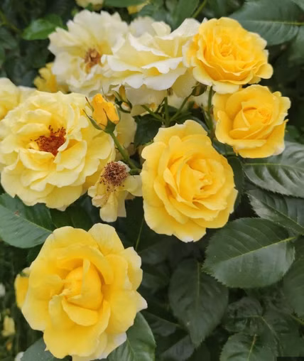 4bc96e26da7ed0512983b898c52a5171