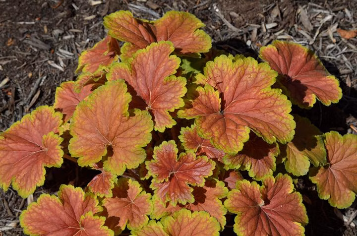 4bd8ee898da09f2dc755582c480f60f0