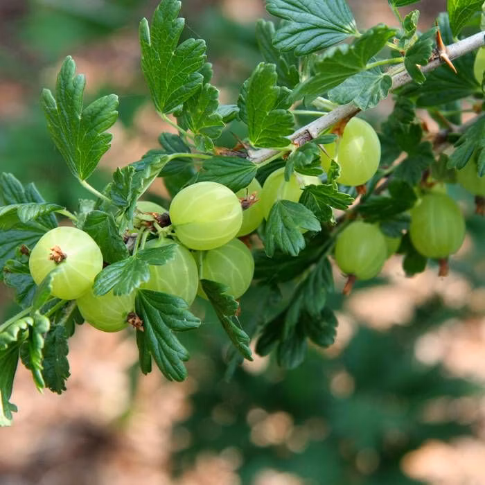 4c348b78400c97c2aa551142d173f141