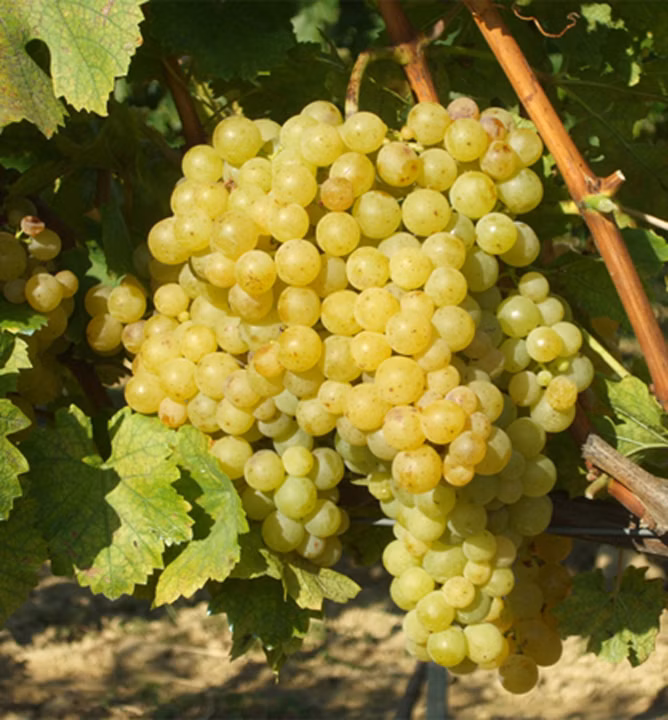 4c3d1ef610eb6097a537b1b4c07f3b75