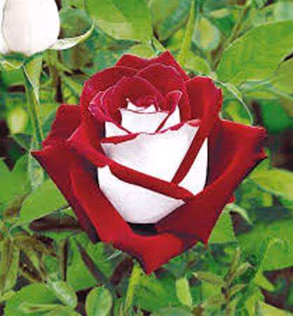 4c4edf4b4f74f72ced245d9282349036