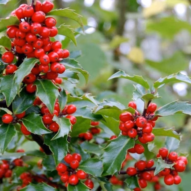 4c8dcb9fe6acc25458e45826b6a51a35