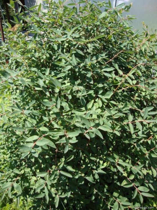 4cbcf78410881c8df3e8b072af4aae70