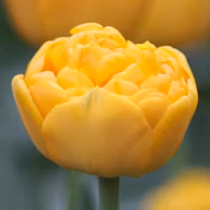 4cc90039299ae703c58ca9ff08ed89b5
