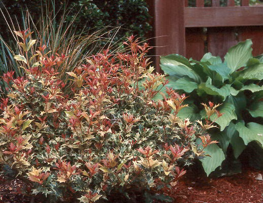 4cd5c9aacfa8032f6bfb255f3aaf4980