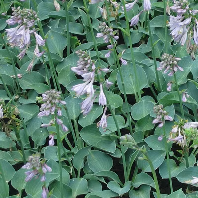 4cdc70a3af1319f1fb49c2251ee46b2c