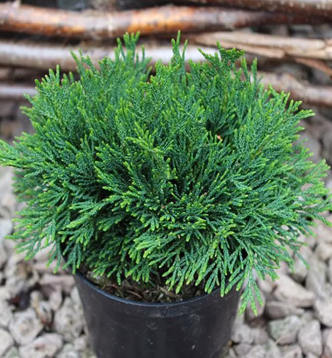 4cfd9c993dd766d78ec0c9ce40394d17