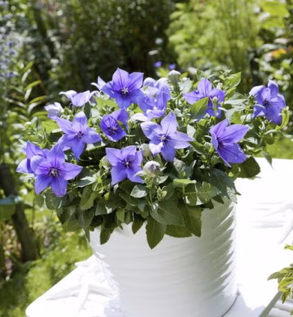 4d52cdba1df4913d0703707e042199e9