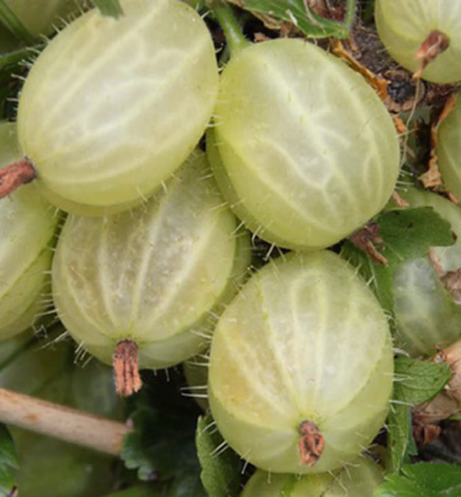 4d5ae5a115df6682b99ac8e5c2f683ad