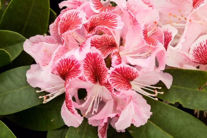 4dda65b263a2806a161ff3c795d45c1f