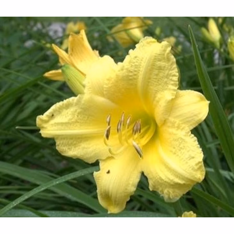 4de7fa77e5c54ca78c7a8208554d1a88