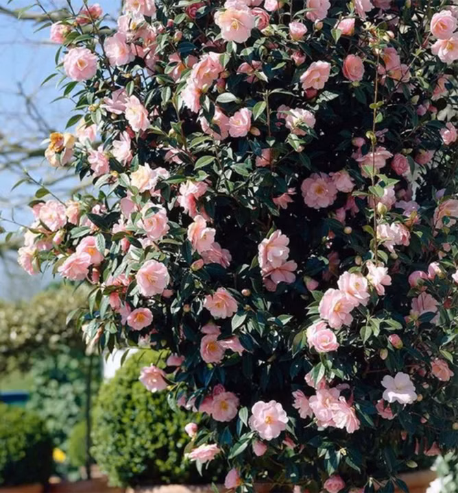 4df833b50f9904ddb9f97d45ebebb8ba