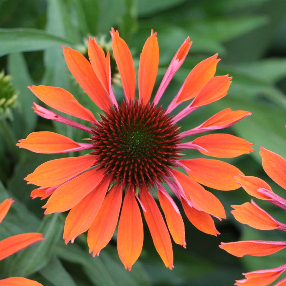 4e2882b97956fd69924d0cf9aad63e50