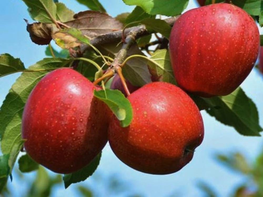 4e2a749162de9f4319cccae1d6679f2b