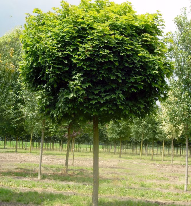 4e2ef8906327637d78766a9903498265