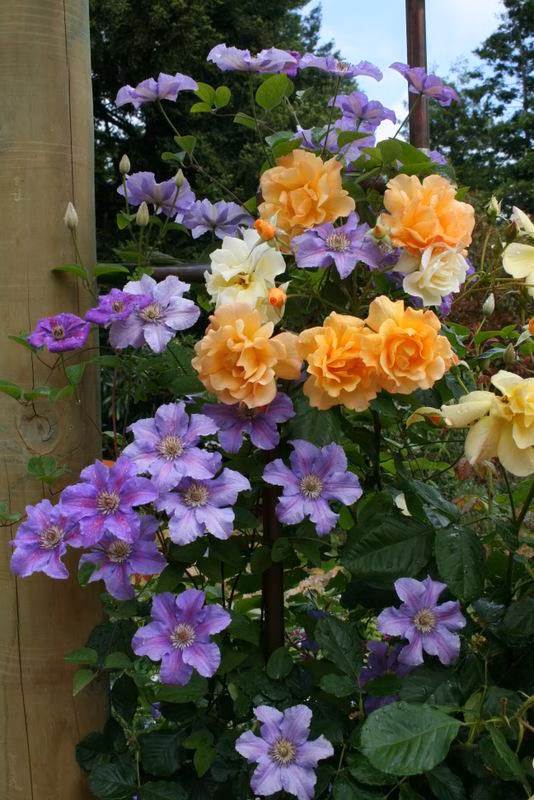 4e51ccfdf7ce643b17c348418b174541