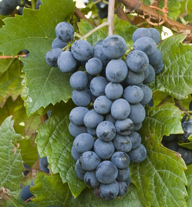 4e72dd48155bd074073a7ce649a151db