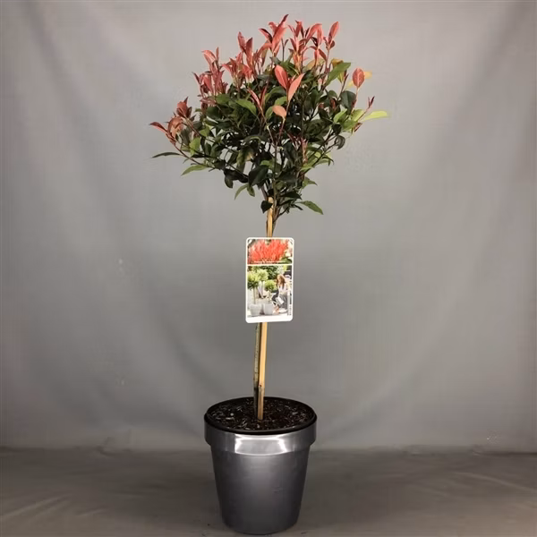 4e79941225ddd78654468b3debc5422d