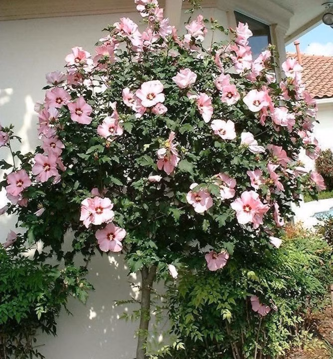 4e933b907f566cc164b58301c8743c9e