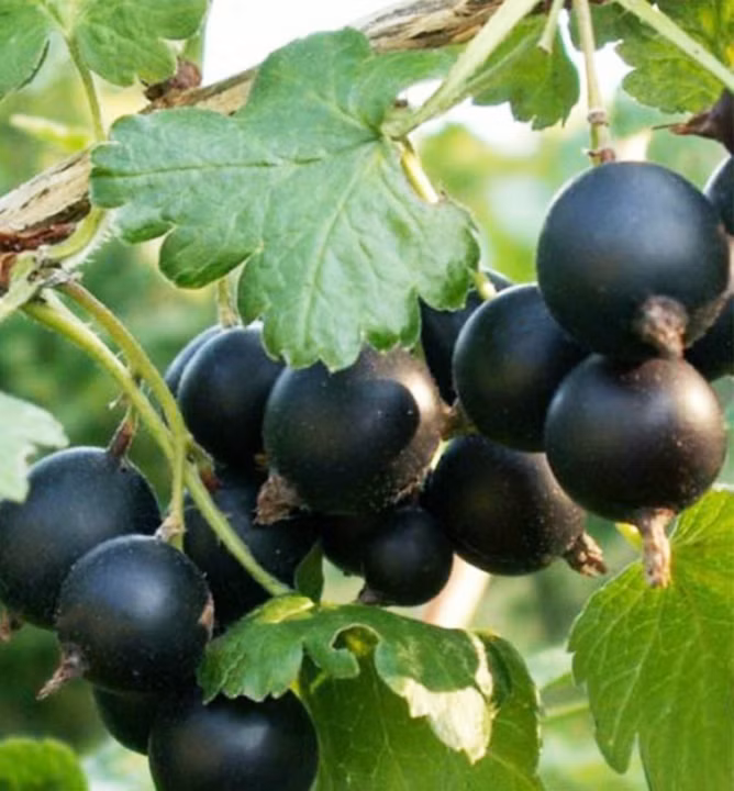 4e998f74f88857bd4a210a537af9cbe6