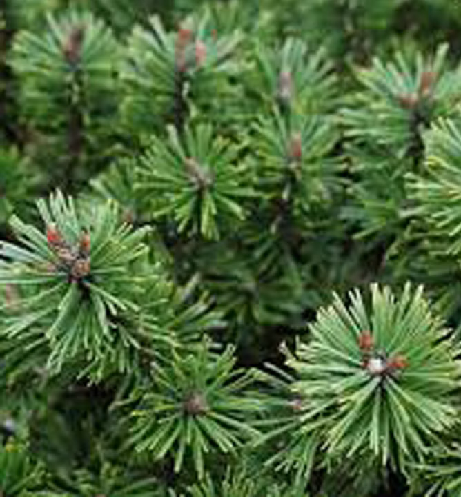 4edbf26c50f852a58a09dfd9aa2c298c