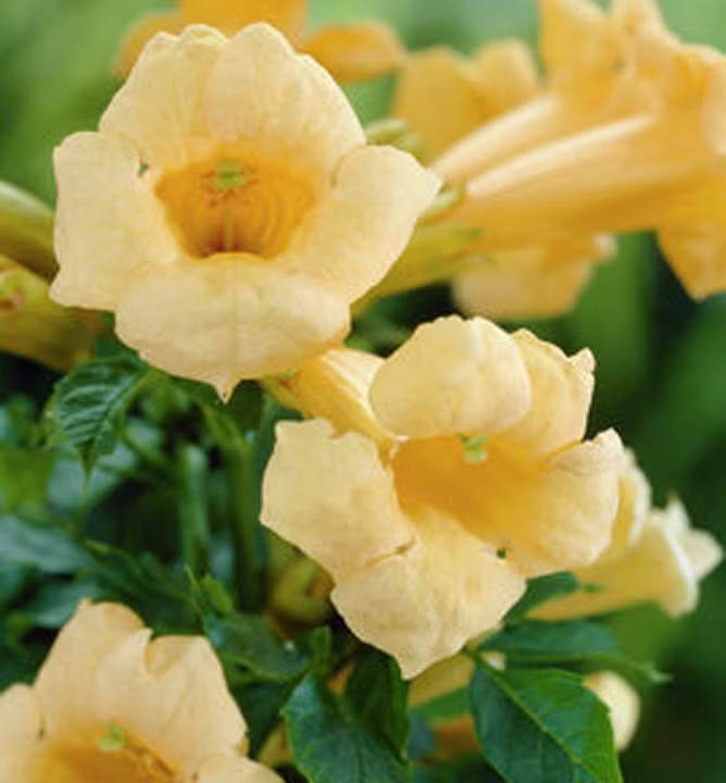 4ee1afaf4774df5faecc811b03451771