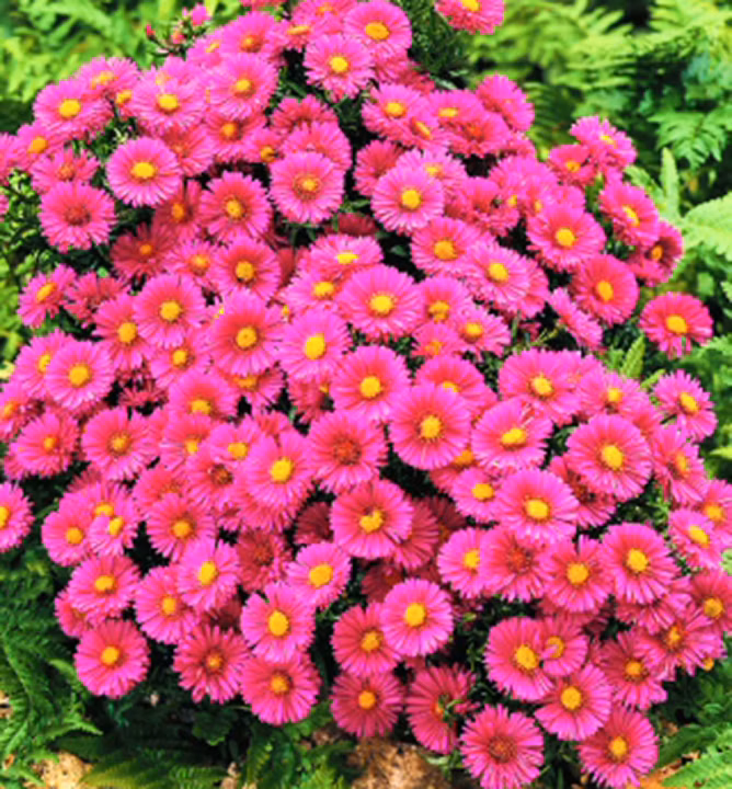 4eeef899a8ec9e1e57936099cabbc693