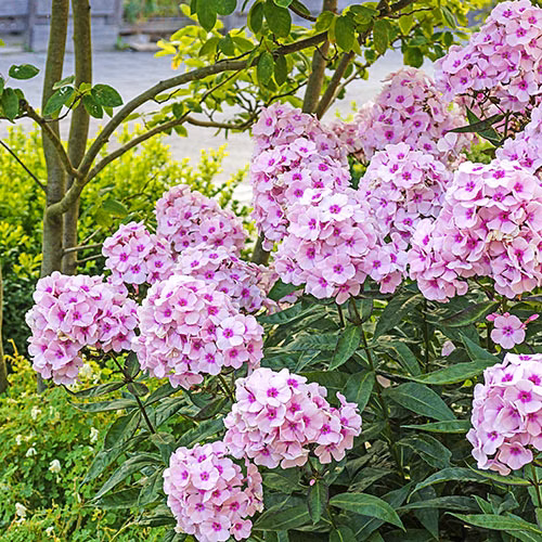 4f0dba4091a5788b3ecb2e9bd0158ae4