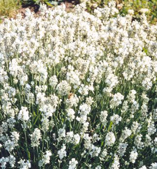 4f2bac39a88b74dcddcf61d77f3b5738