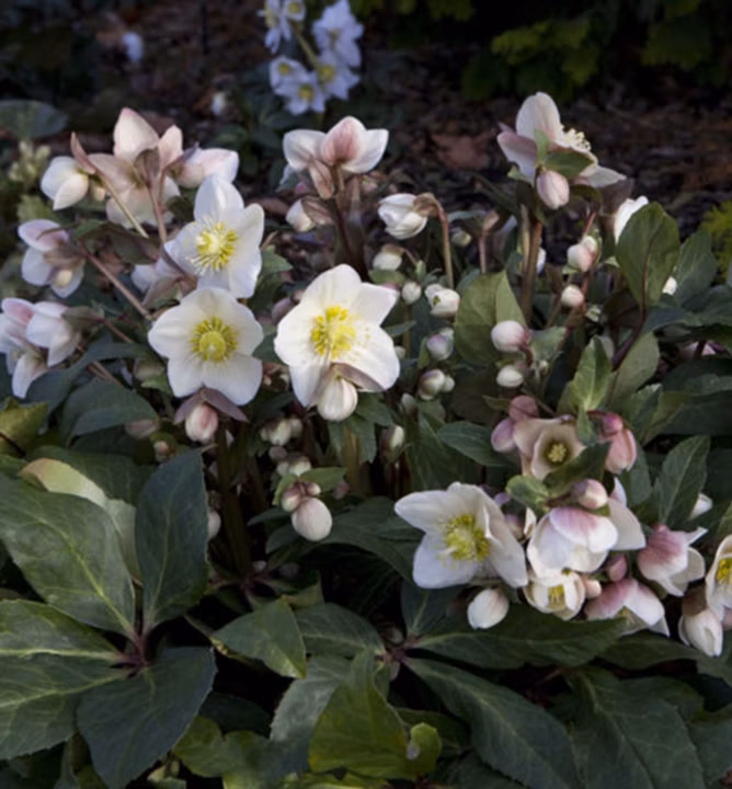 4f341dcd04e6de973a08513868b7cd96