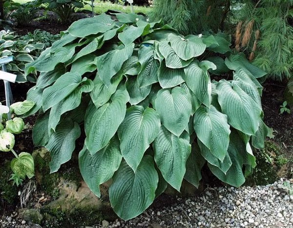 4f8d711a1d3d5fc3af8996a0600f099c