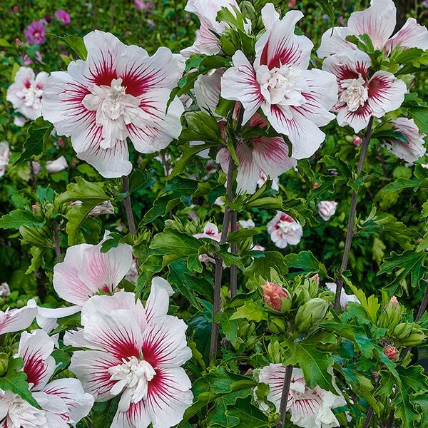 4f941c7aebb340e20dd391168e7dd0a4