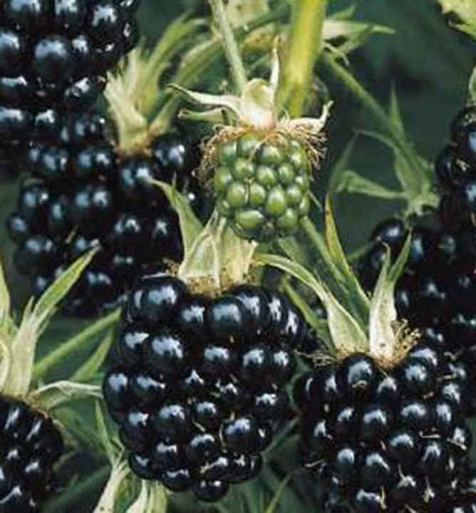 4faf6e38167e56edc17cec3ab98997ba