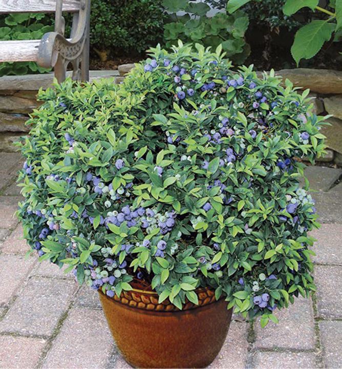 4fef51250226a9ea5e3fb2e055316899